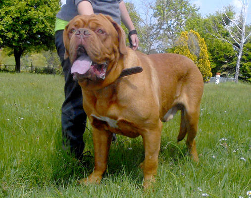 breeder of the Dogue de Bordeaux Mrs Shishkina, Kennel Nostalgie de France